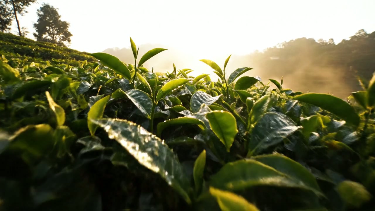 Tea Garden ASMR. FPV camera flying slowly above morning tea leaves, dew droplets sparkling, wind gently moving leaves, soft fog, calm meditative motion, nature documentary style.